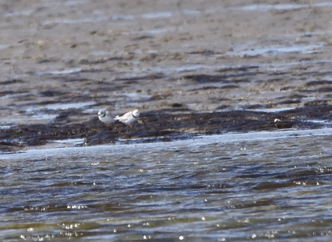 Piping Plover - ML616249066
