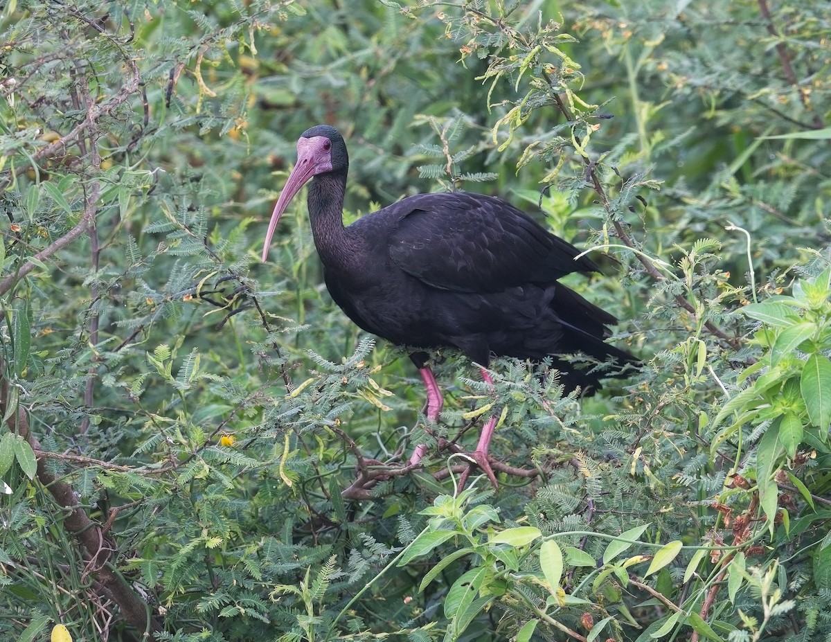 ibis tmavý - ML616249114