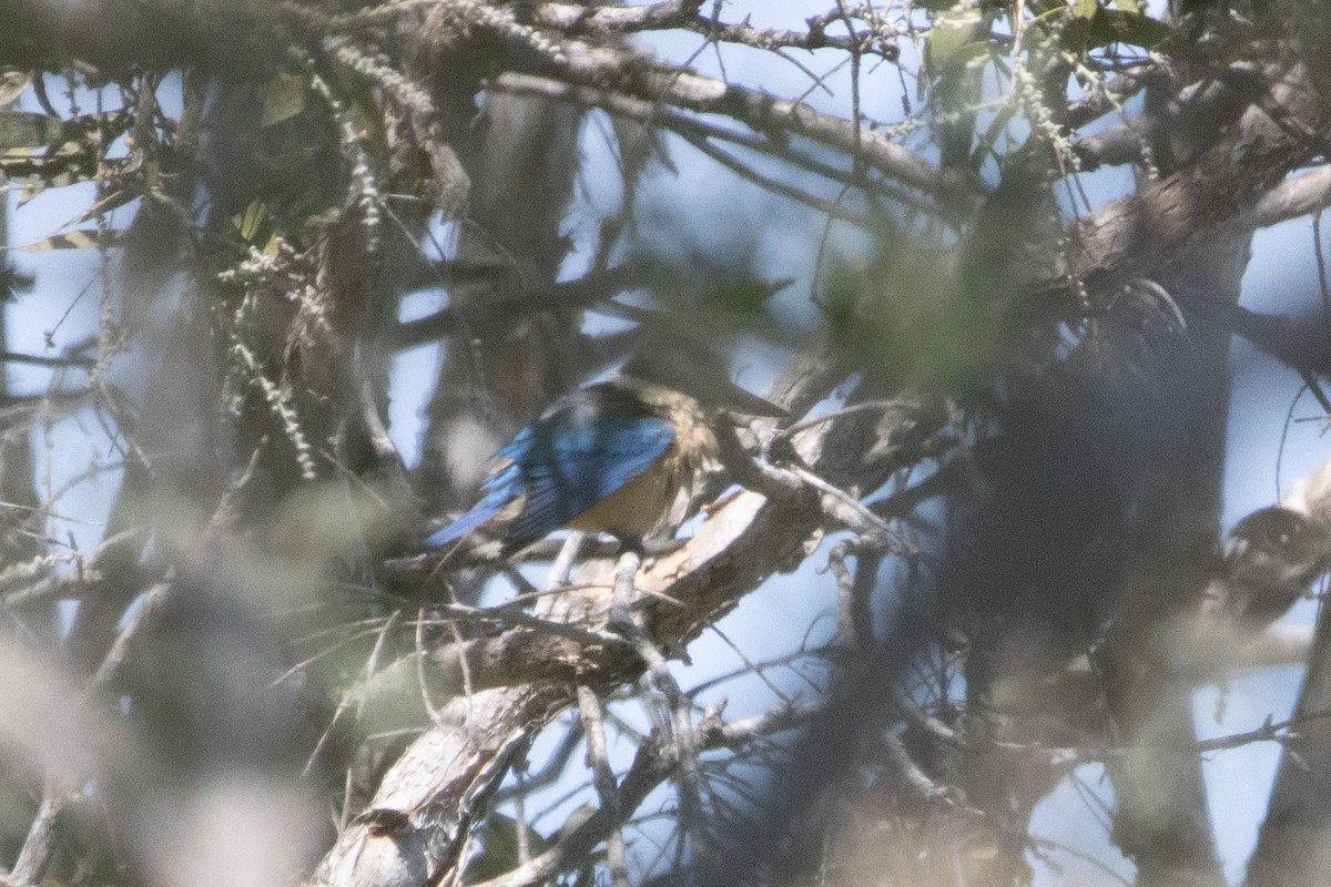 Sacred Kingfisher (Australasian) - ML616249545
