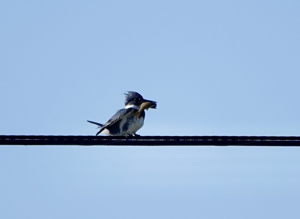 Belted Kingfisher - ML616249894