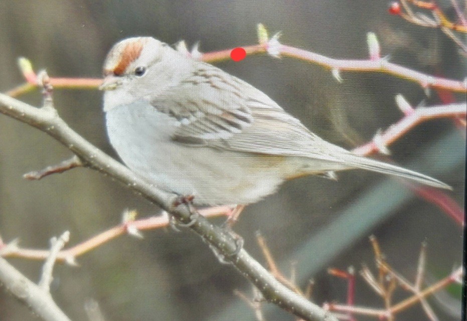 White-crowned Sparrow (Dark-lored) - ML616249907