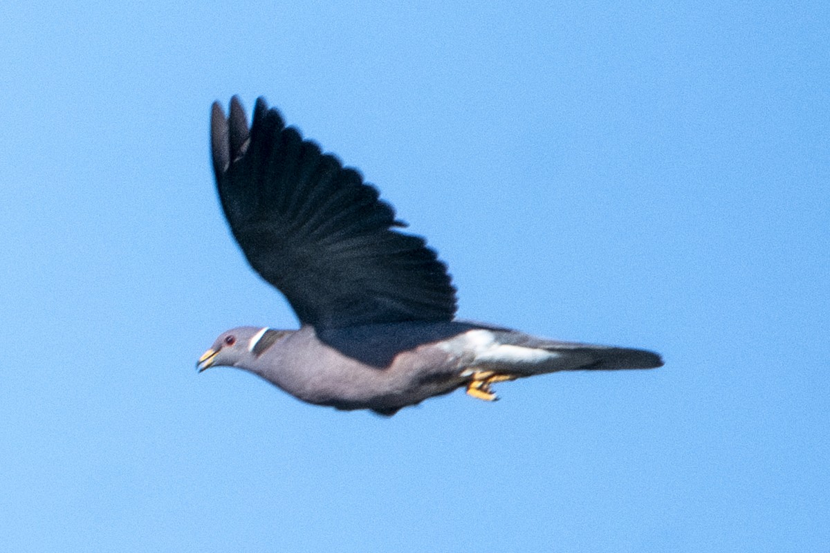 Band-tailed Pigeon - Van Pierszalowski