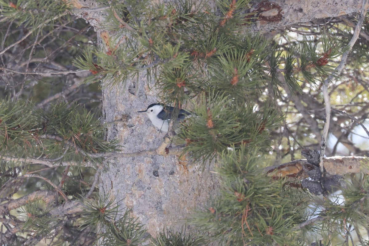White-breasted Nuthatch - ML616250077