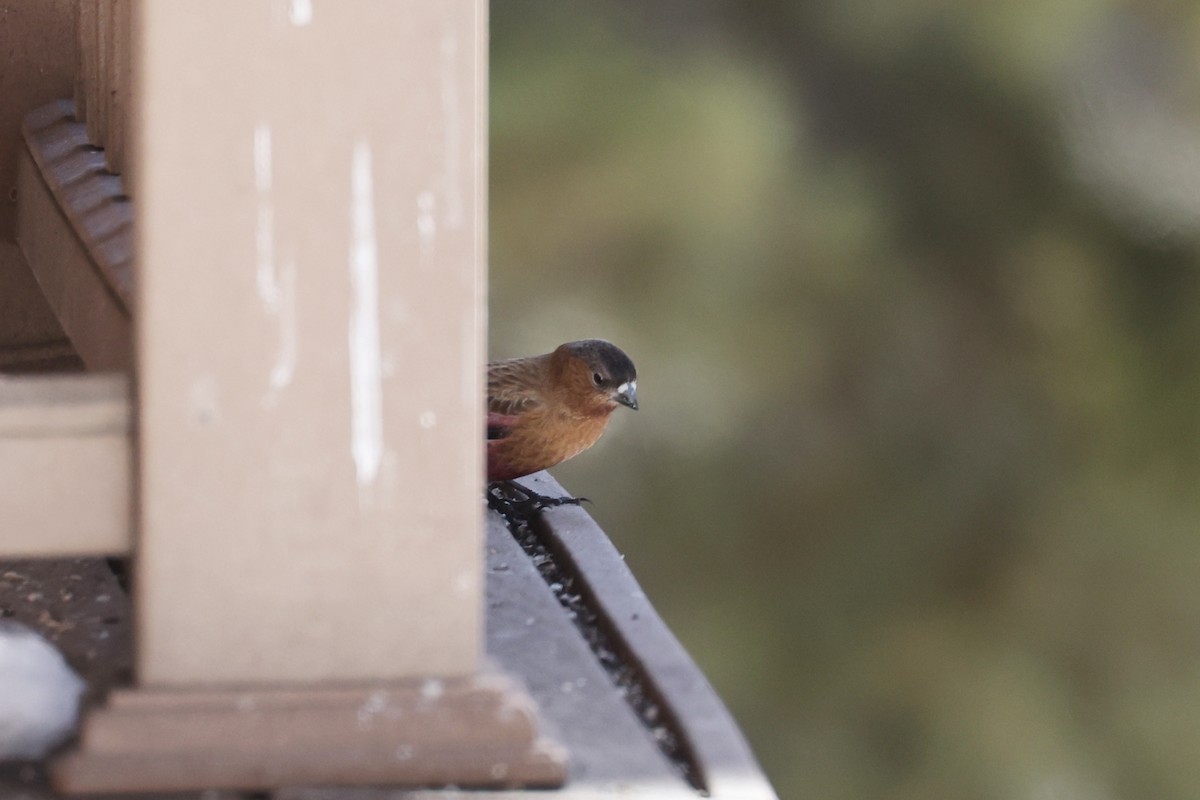 Brown-capped Rosy-Finch - ML616250091