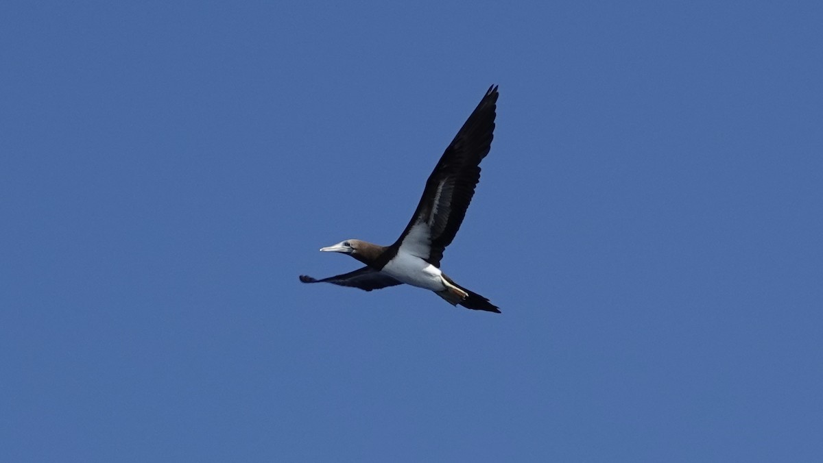 Brown Booby - ML616250152