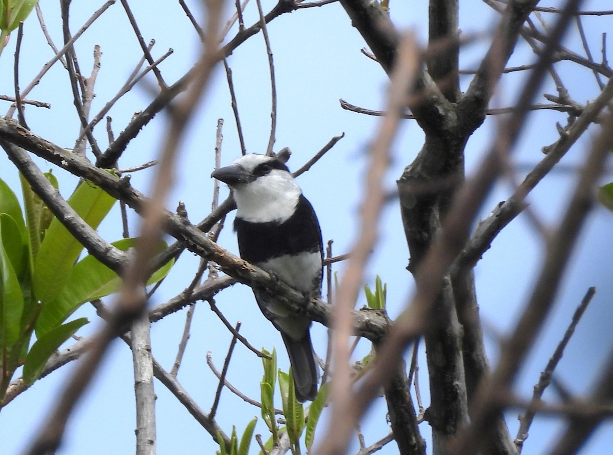 White-necked Puffbird - ML616250165