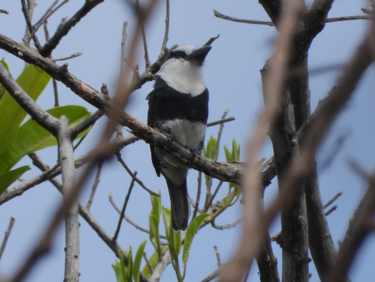 White-necked Puffbird - ML616250166