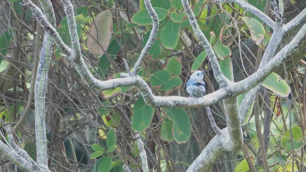 Blue-gray Tanager - ML616250180