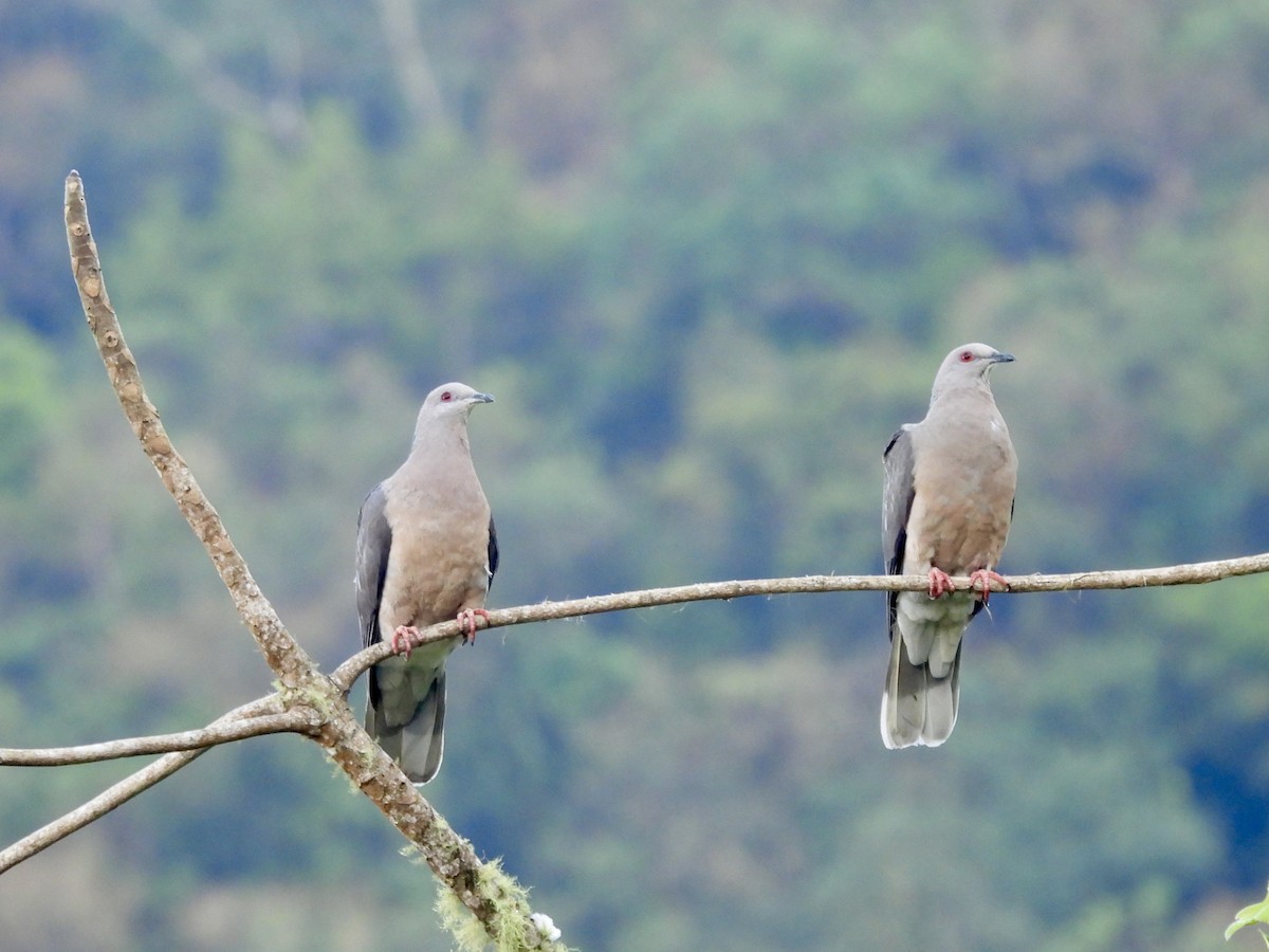Ring-tailed Pigeon - ML616250194