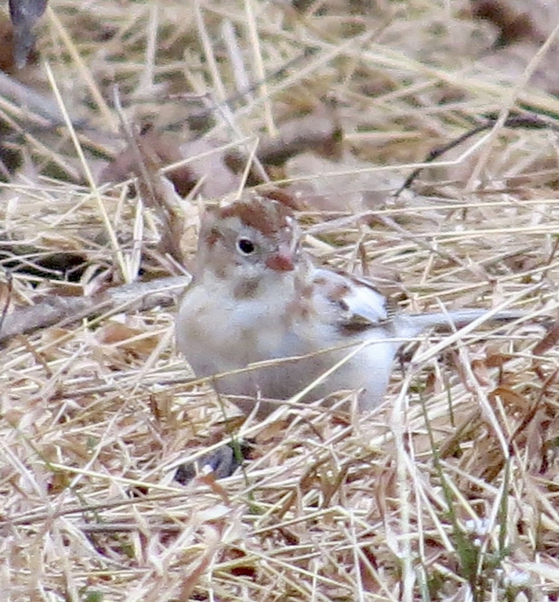 Pennsylvania Bird Atlas Checklist - 19 Mar 2024 - Vincent DiFilippo ...