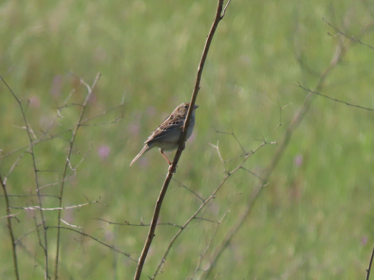 Grasshopper Sparrow - ML616250272