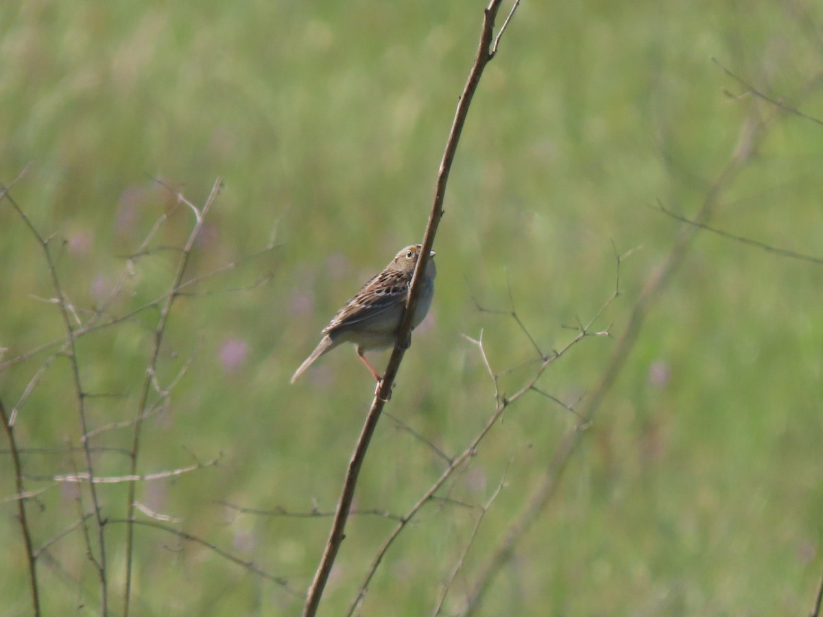 Grasshopper Sparrow - ML616250273