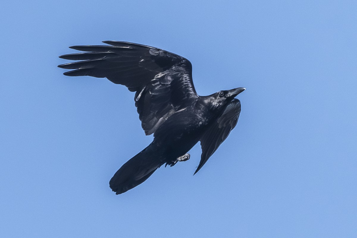 Common Raven - Van Pierszalowski
