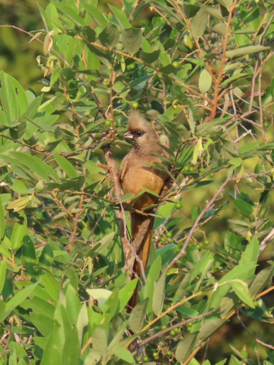 Speckled Mousebird - ML616250372