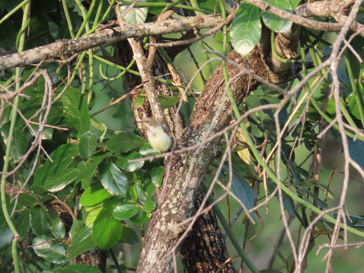 White-breasted Sunbird - ML616250431