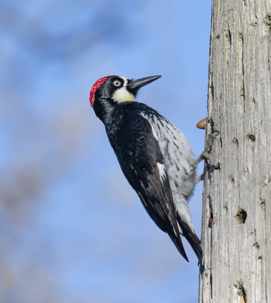 Acorn Woodpecker - ML616250548
