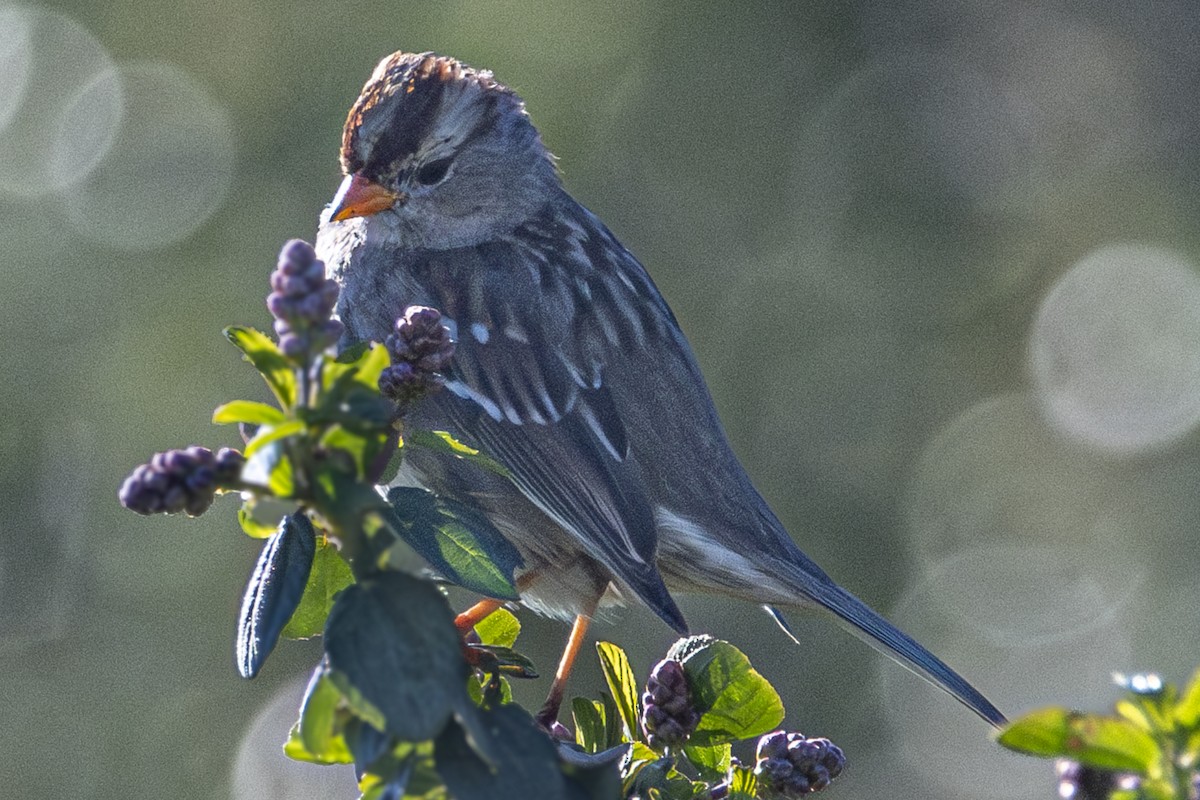 White-crowned Sparrow - Van Pierszalowski