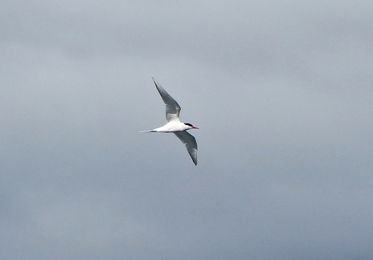 South American Tern - ML616250782