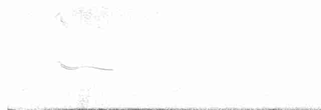 Тиранчик-тонкодзьоб північний - ML616250824