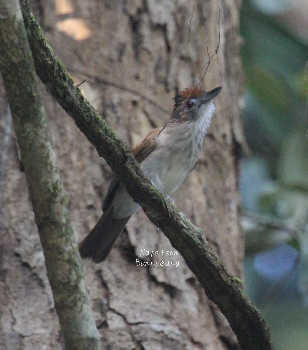 Rufous-crowned Babbler - Napatson Bunnueang