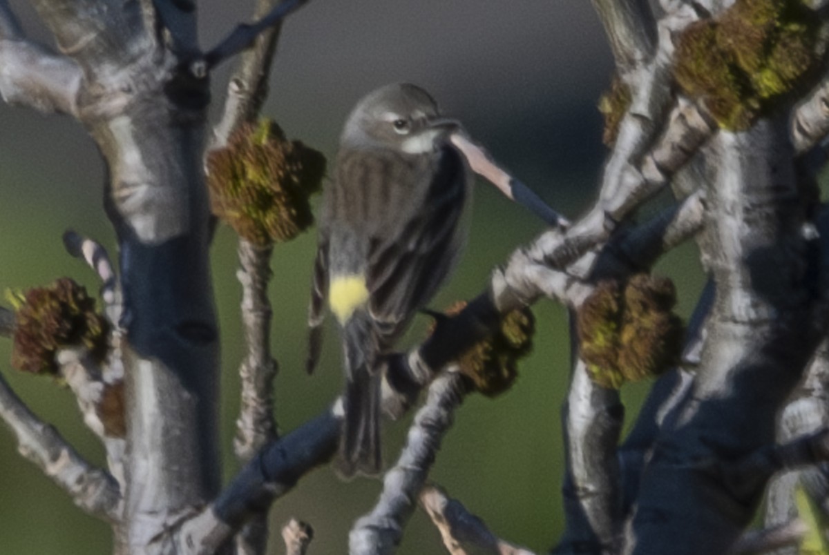 Yellow-rumped Warbler (Myrtle) - Van Pierszalowski