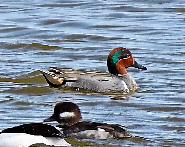 Green-winged Teal - ML616251309