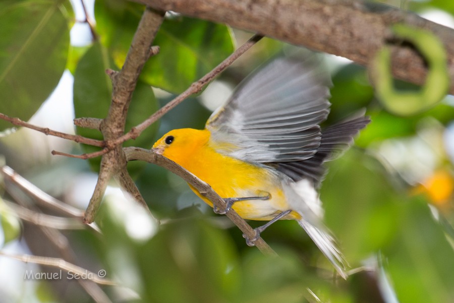 Prothonotary Warbler - ML616251466