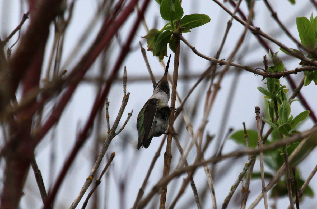 Anna's Hummingbird - ML616251525