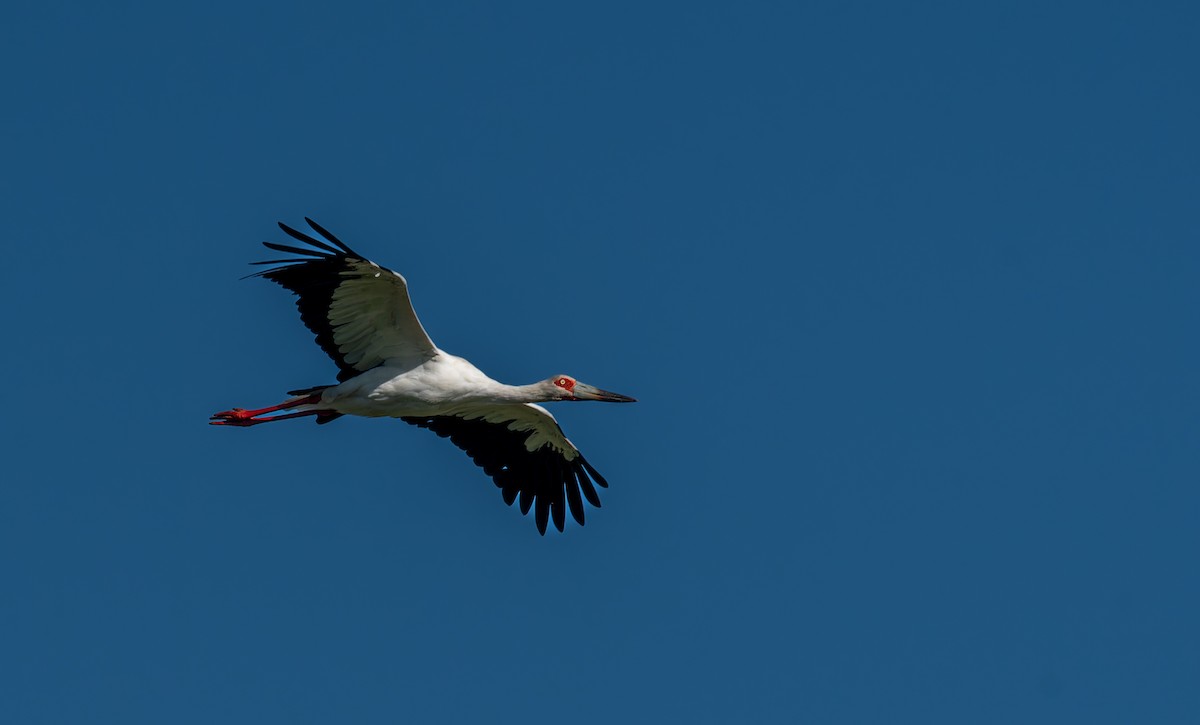 Maguari Stork - ML616251613
