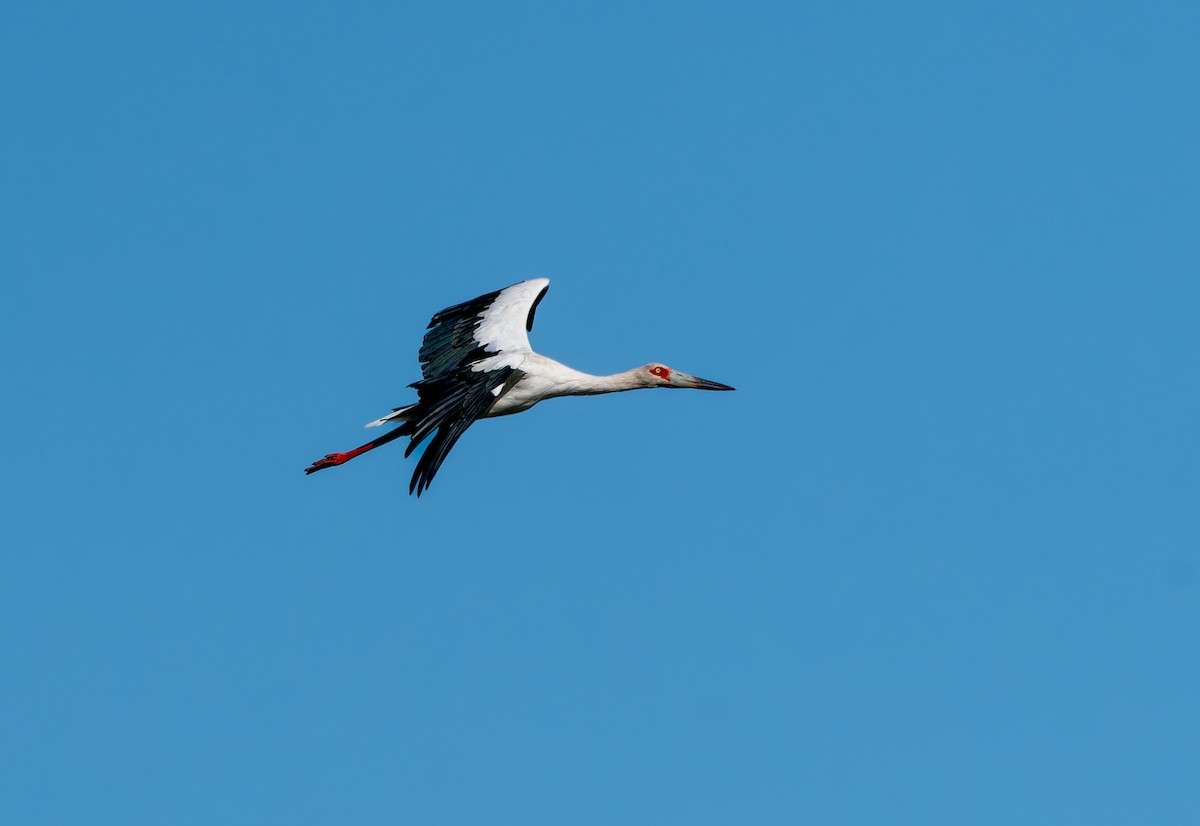 Maguari Stork - Nick Bray