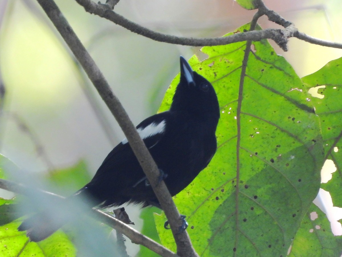 White-shouldered Tanager - ML616251626