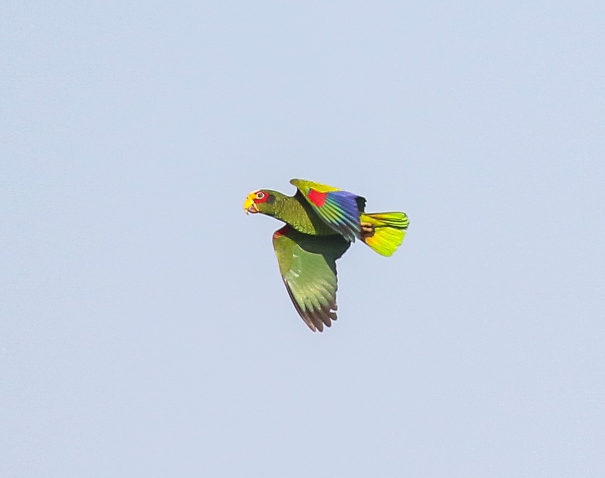 Yellow-lored Parrot - ML616251680