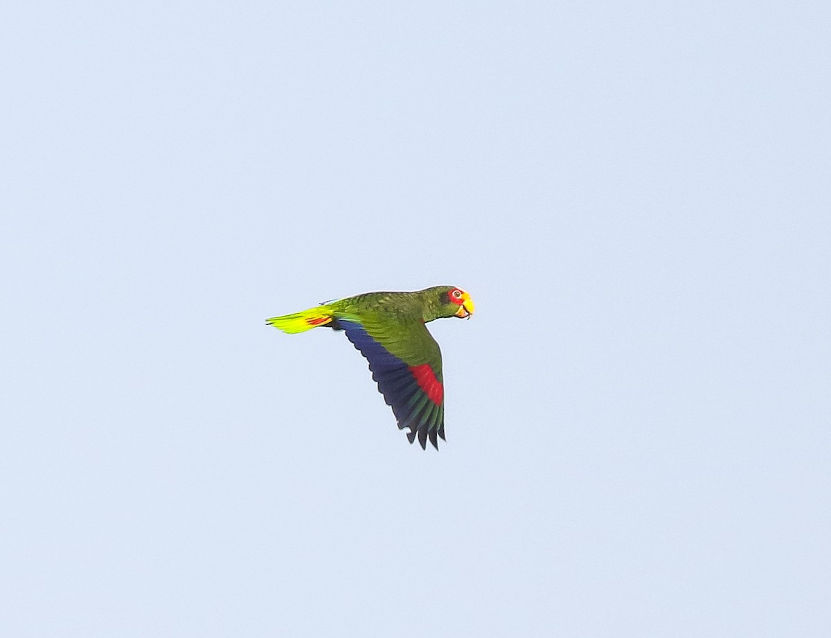 Yellow-lored Parrot - ML616251681