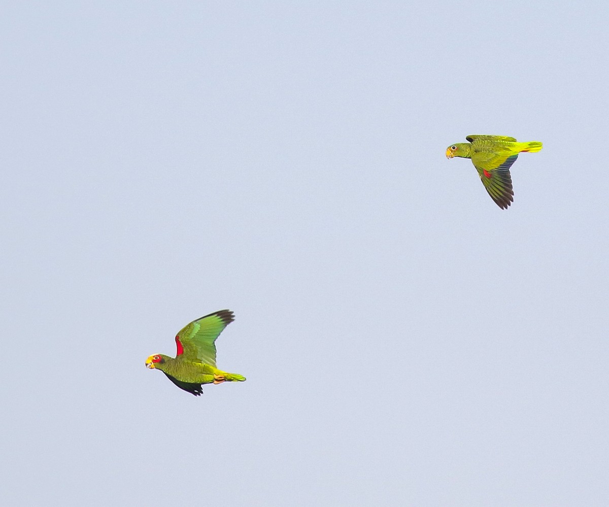 Yellow-lored Parrot - Skye Haas