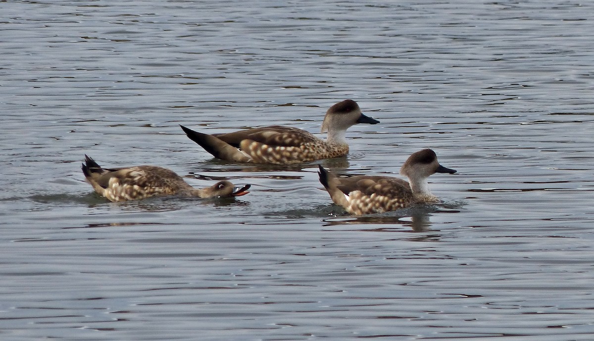 Crested Duck - ML616251770