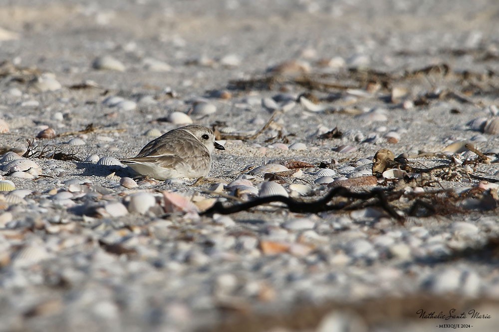 Piping Plover - ML616251822