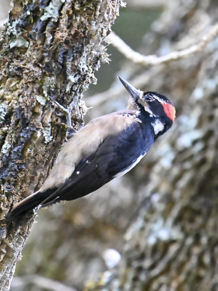Hairy Woodpecker (Costa Rican) - ML616251967