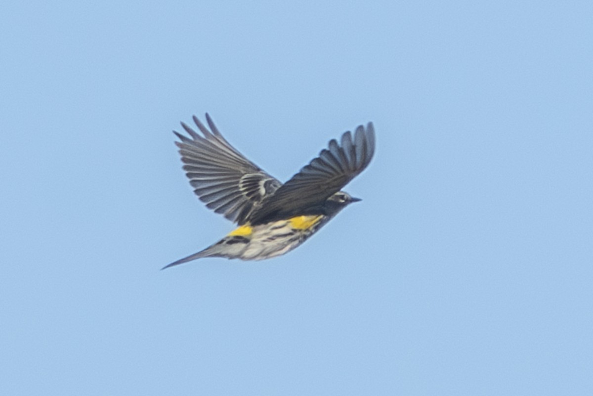 Yellow-rumped Warbler - Van Pierszalowski