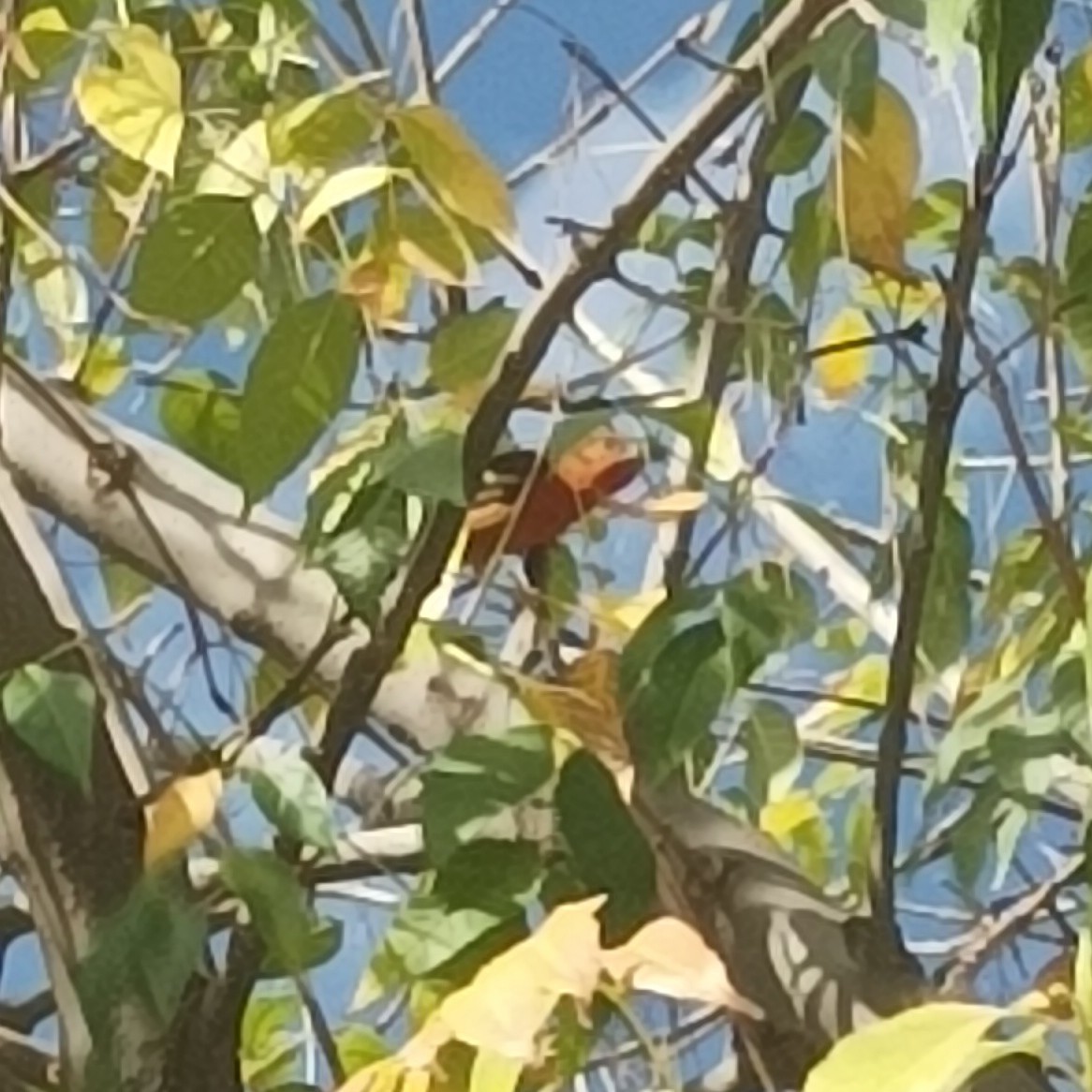 Flame-colored Tanager - ML616252115