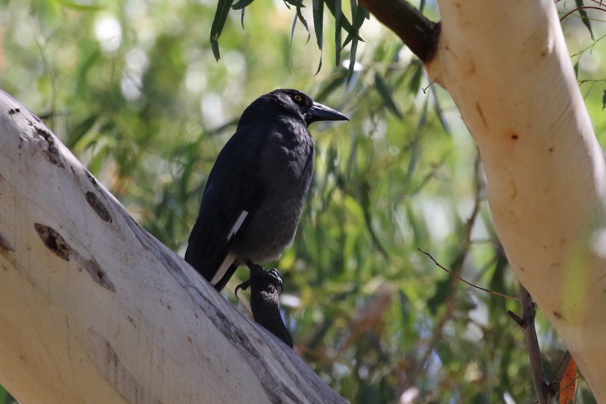 Pied Currawong - ML616252123