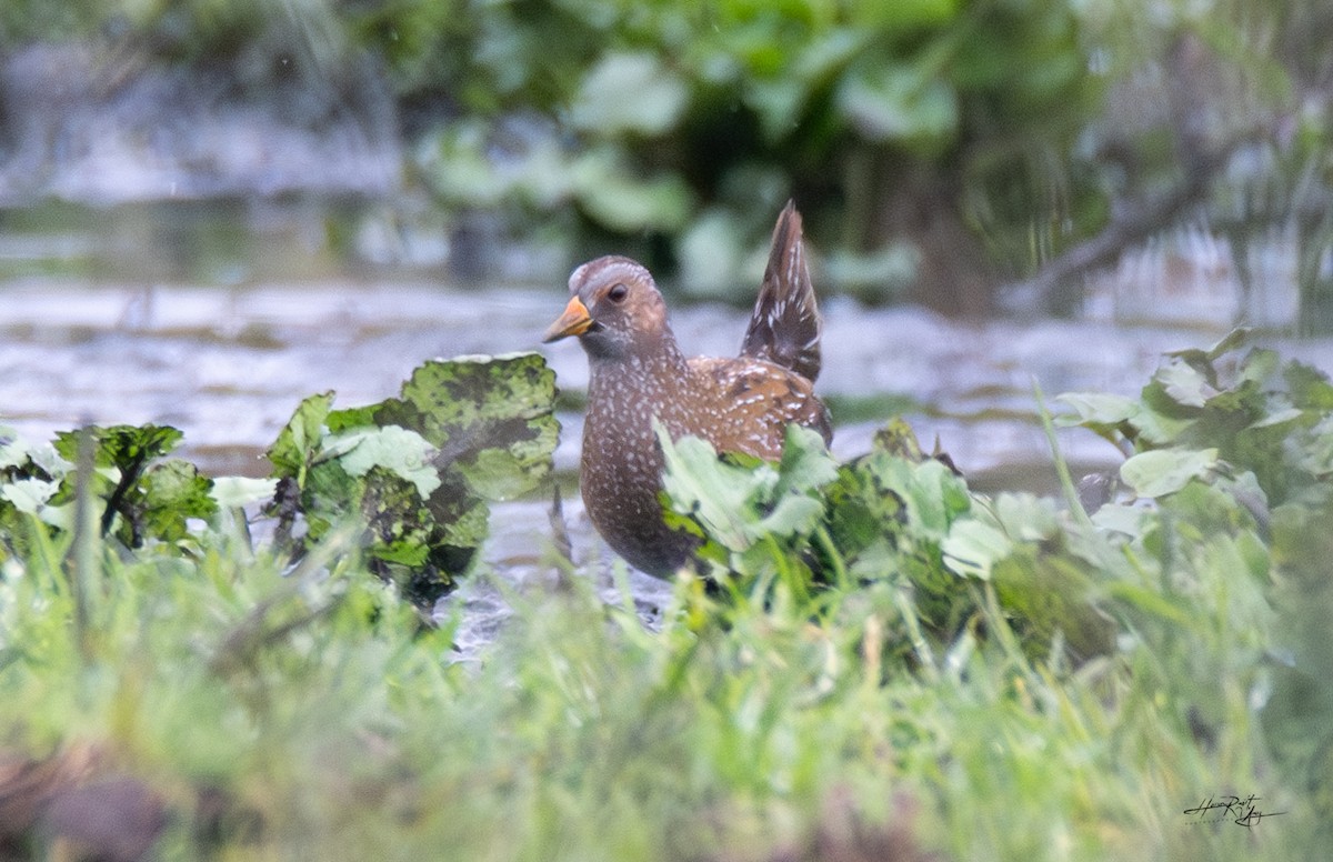 Spotted Crake - ML616252135