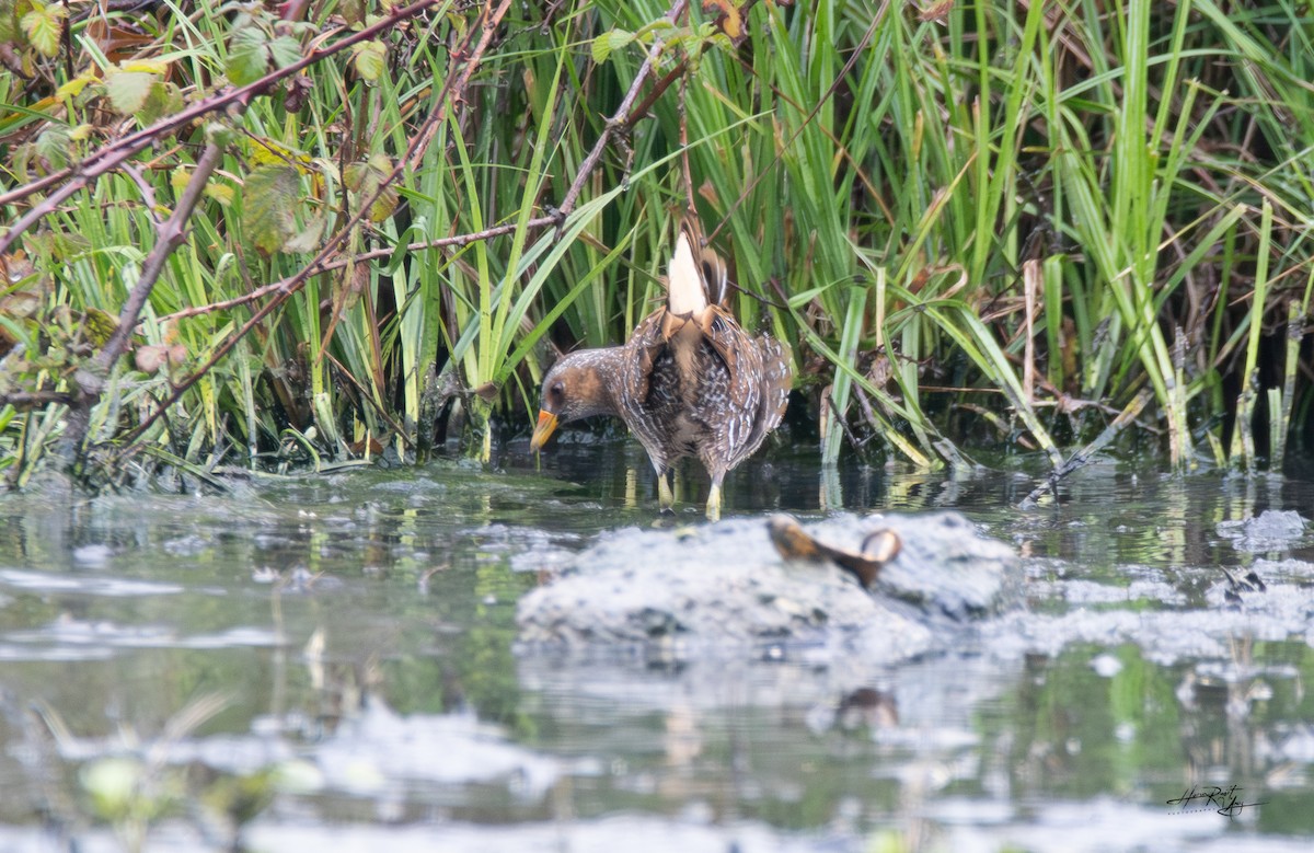 Spotted Crake - ML616252169