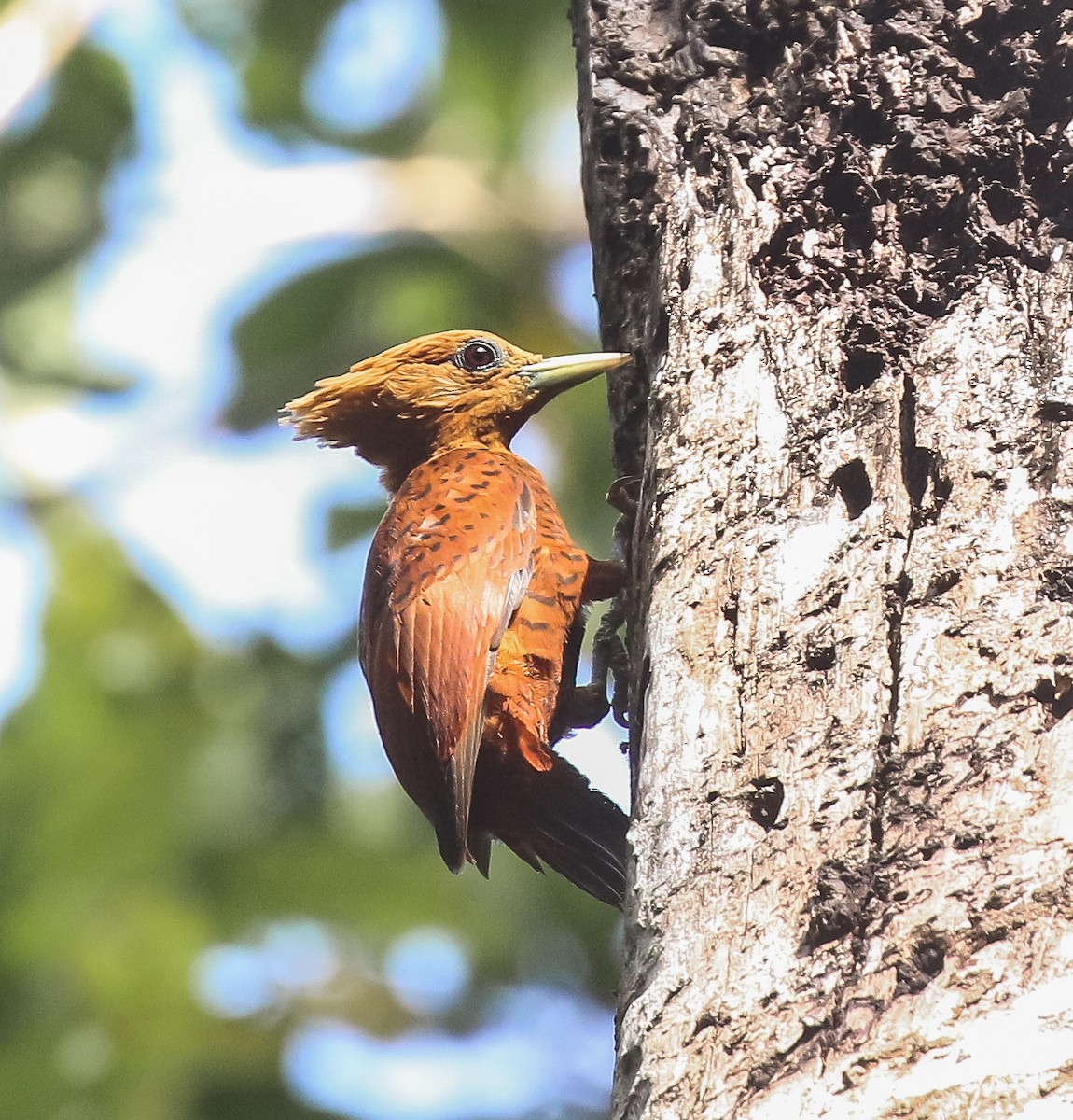 Chestnut-colored Woodpecker - ML616252182