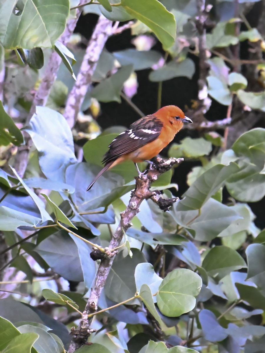 Flame-colored Tanager - ML616252228