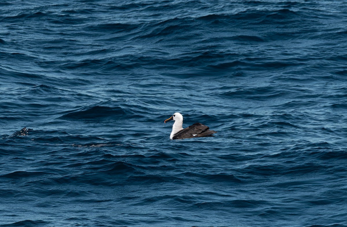 Atlantic Yellow-nosed Albatross - ML616252334