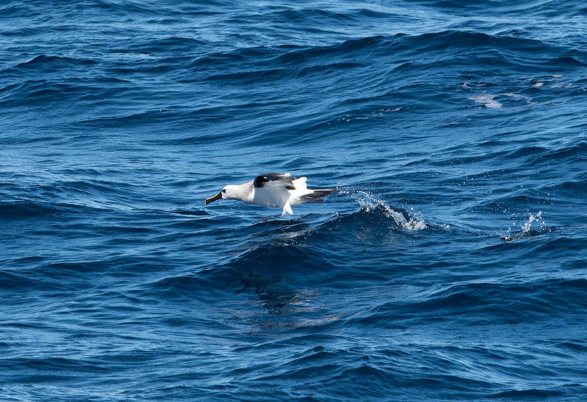 Atlantic Yellow-nosed Albatross - Nick Bray