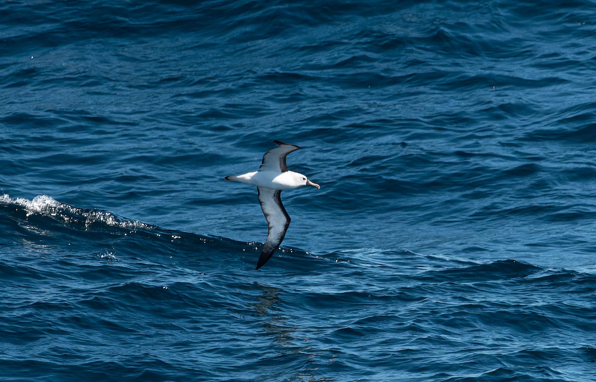Atlantic Yellow-nosed Albatross - ML616252338