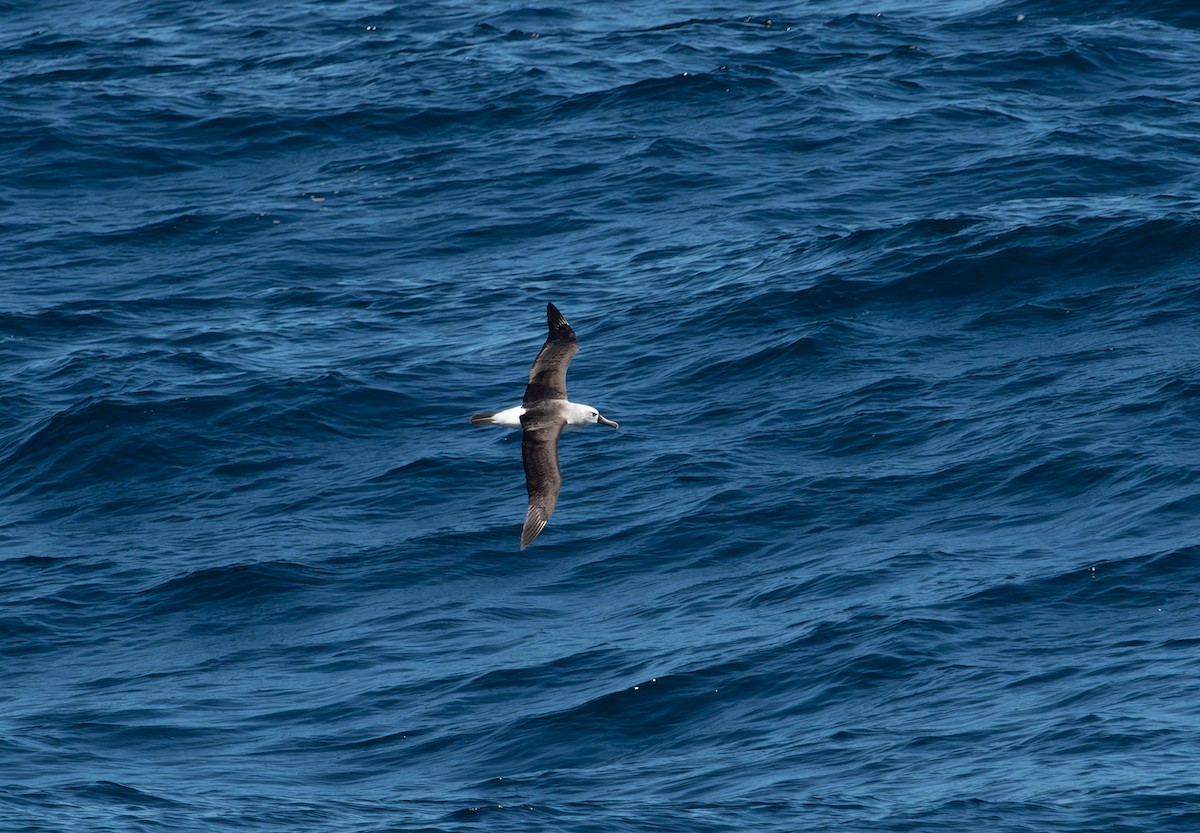 Atlantik Sarı Gagalı Albatrosu - ML616252340