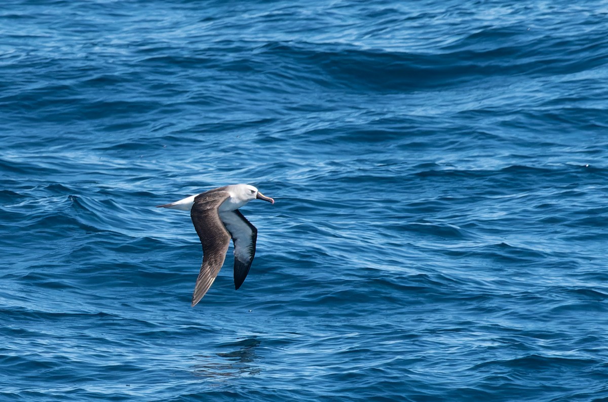 Atlantic Yellow-nosed Albatross - ML616252342