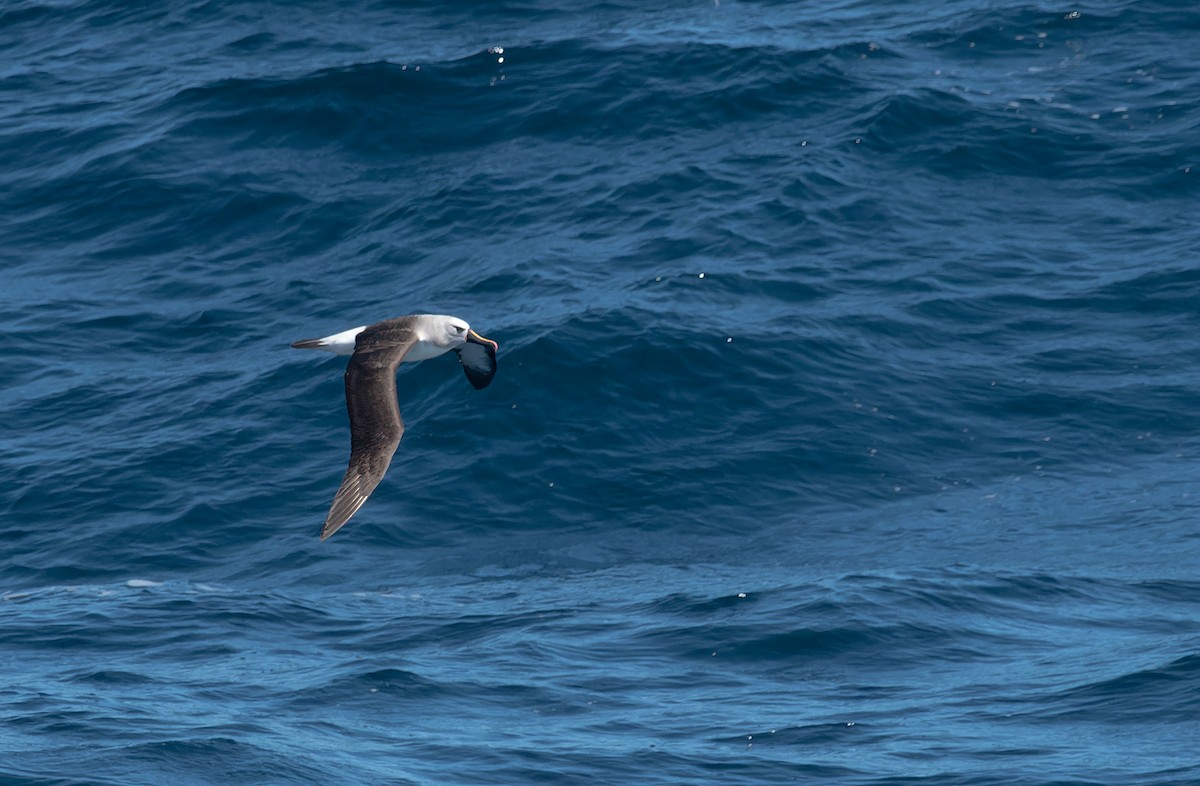Atlantik Sarı Gagalı Albatrosu - ML616252343